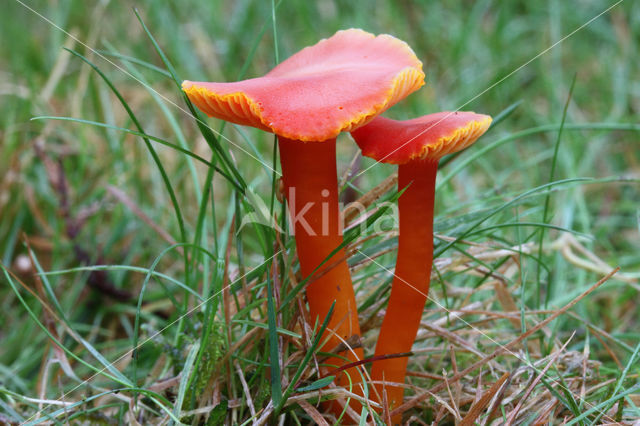 Kabouterwasplaat (Hygrocybe insipida)