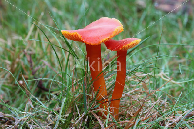 Kabouterwasplaat (Hygrocybe insipida)