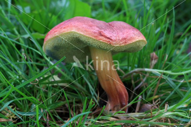 Kersrode boleet (Aureoboletus gentilis)