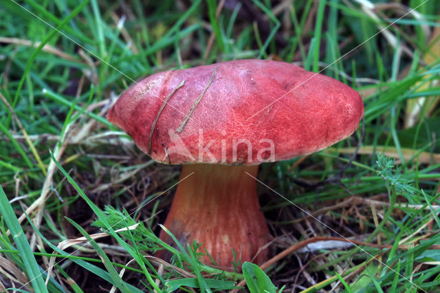 Kersrode boleet (Aureoboletus gentilis)