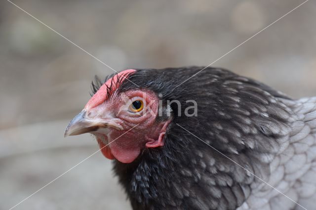 Kip (Gallus spec.)