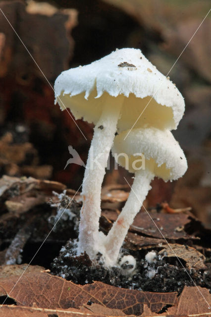 Kleine poederparasol (Cystolepiota seminuda)