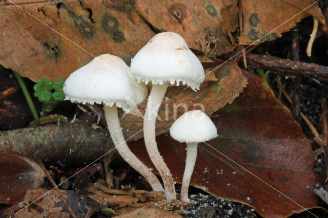 Kleine poederparasol (Cystolepiota seminuda)