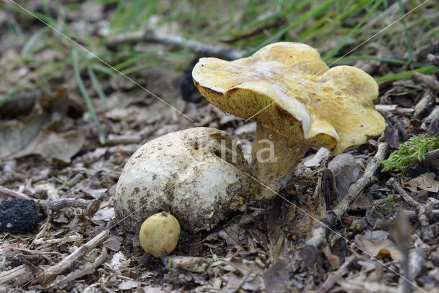 Parasitic Bolete (Boletus parasiticus)