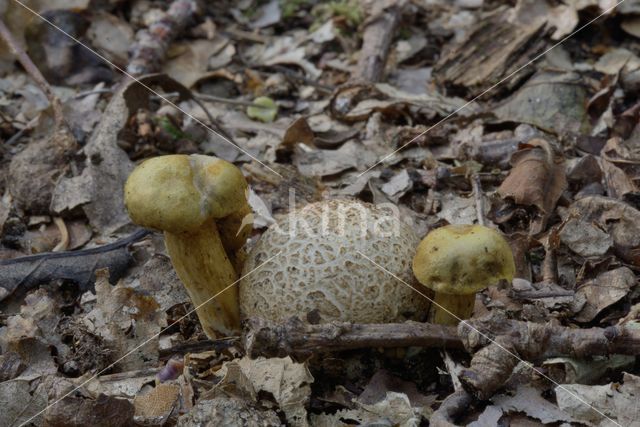 Kostgangerboleet (Boletus parasiticus)