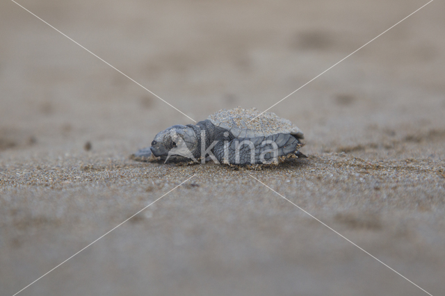 Loggerhead Turtle (Caretta caretta)