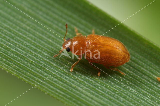 Ongevlekt Rietkapoentje (Coccidula rufa)