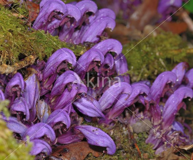 Purple Toothwort (Lathraea clandestina)