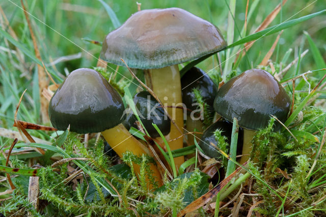 Papegaaizwammetje (Hygrocybe psittacina)