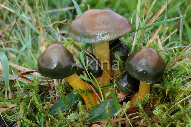 Parrot Waxcap (Hygrocybe psittacina)