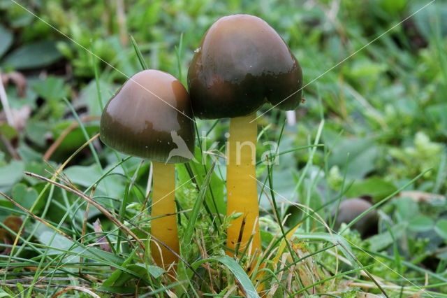 Papegaaizwammetje (Hygrocybe psittacina)