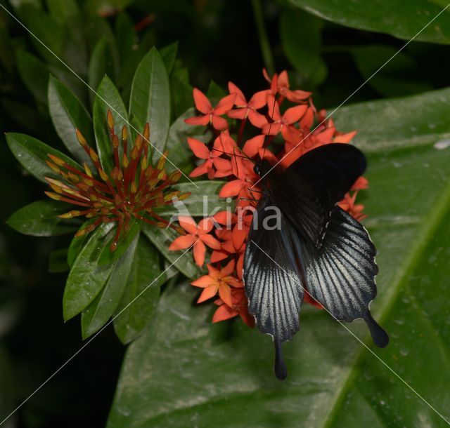 Papilio memnon heronus