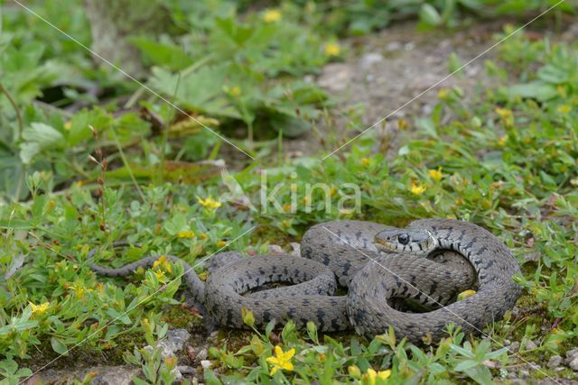 Grass Snake (Natrix natrix)