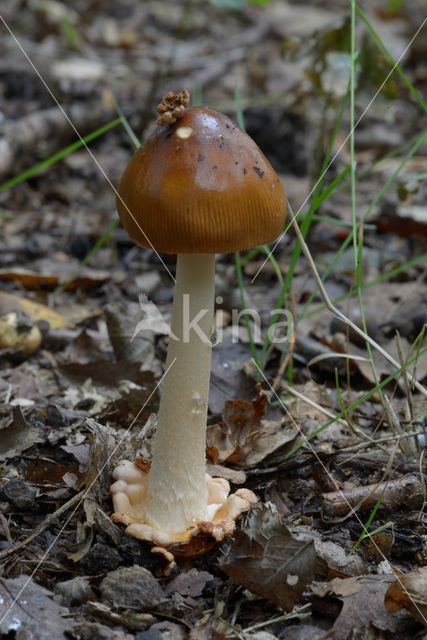 Roodbruine slanke amaniet (Amanita fulva)