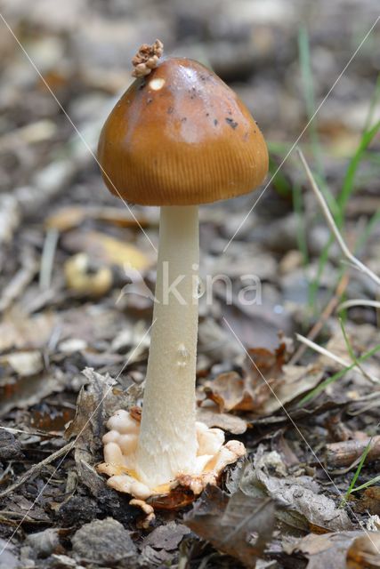 Roodbruine slanke amaniet (Amanita fulva)