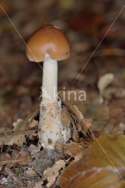 Roodbruine slanke amaniet (Amanita fulva)