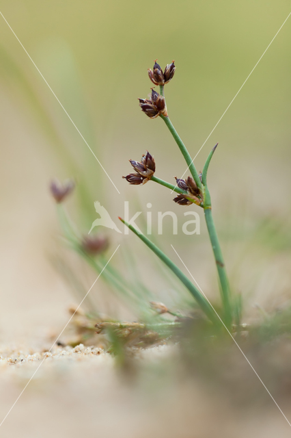 Rus (Juncus spec.)