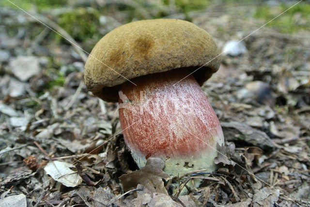 Satansboleet (Boletus satanas)