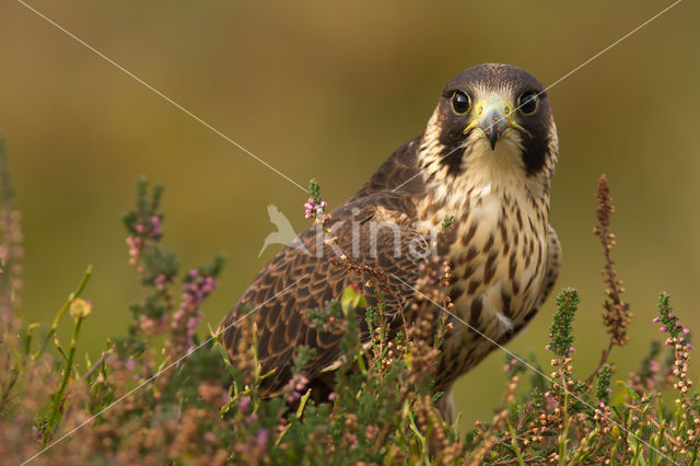 Slechtvalk (Falco peregrinus)