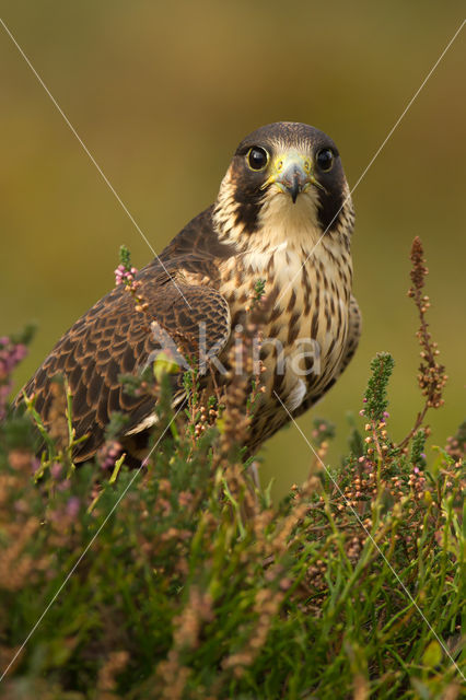 Slechtvalk (Falco peregrinus)