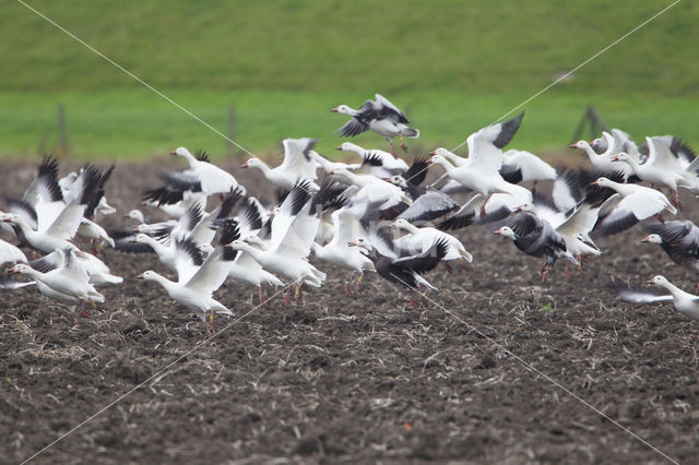 Sneeuwgans (Anser caerulescens)