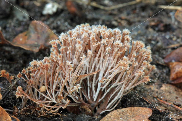 Sparrenveertje (Pterula multifida)