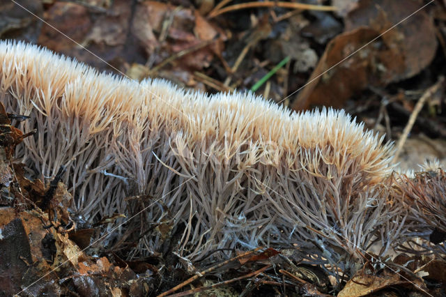 Sparrenveertje (Pterula multifida)