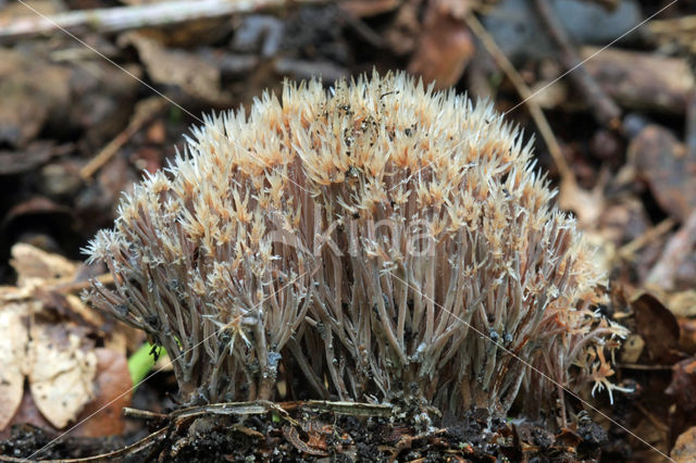 Sparrenveertje (Pterula multifida)