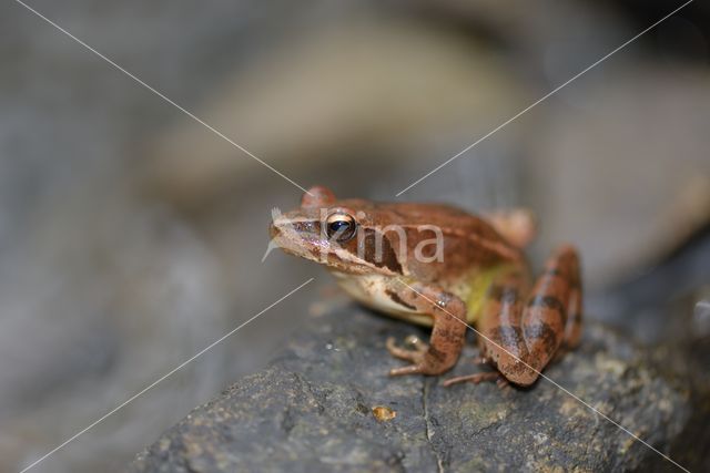 Springkikker (Rana dalmatina)