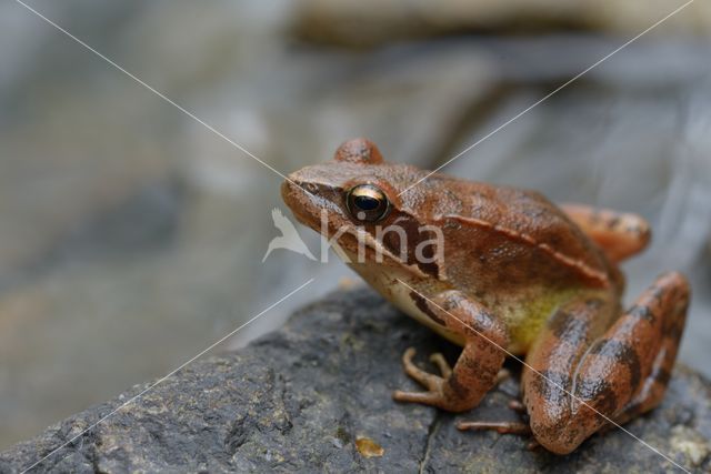 Springkikker (Rana dalmatina)