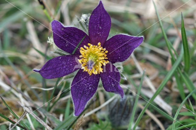 Wildemanskruid (Pulsatilla vulgaris)