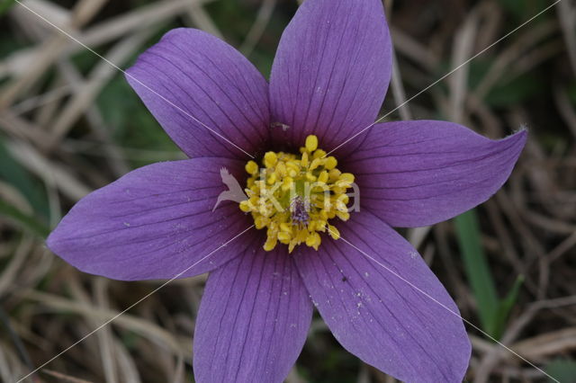 Wildemanskruid (Pulsatilla vulgaris)