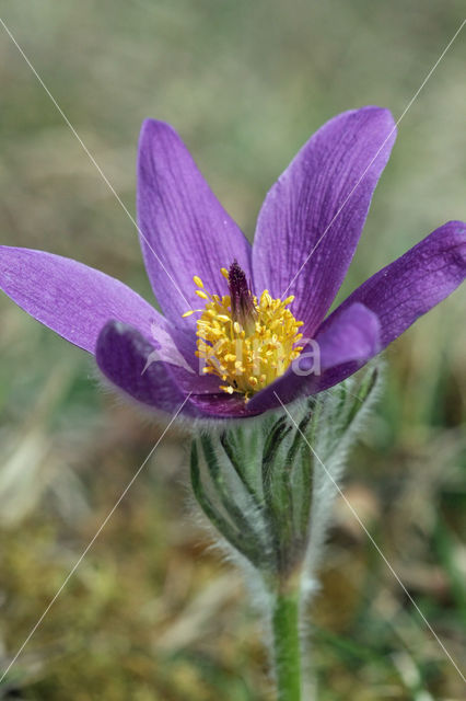 Wildemanskruid (Pulsatilla vulgaris)