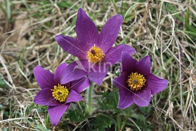 Wildemanskruid (Pulsatilla vulgaris)