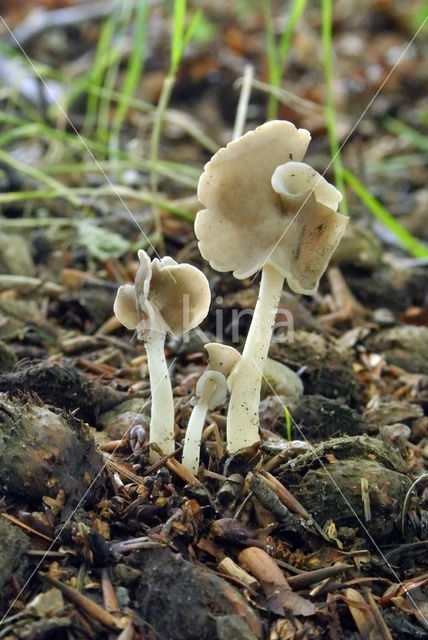 Witstelige zadelkluifzwam (Helvella latispora)