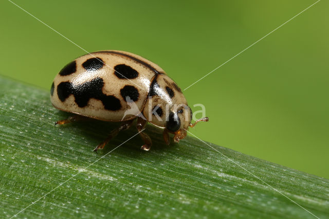 Zestienpuntlieveheersbeestje (Tytthaspis sedecimpunctata