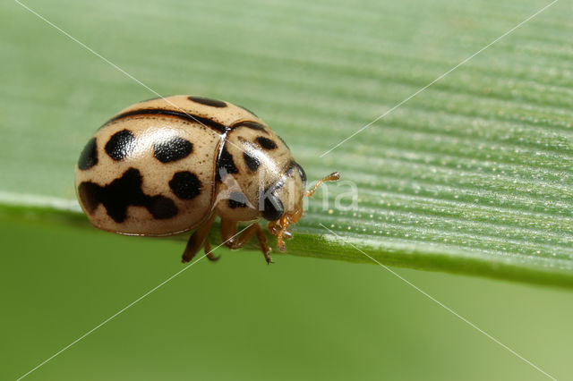 Zestienpuntlieveheersbeestje (Tytthaspis sedecimpunctata