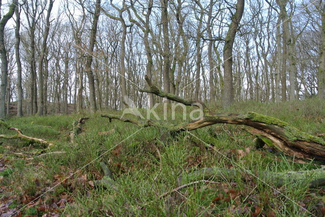 Zomereik (Quercus robur)