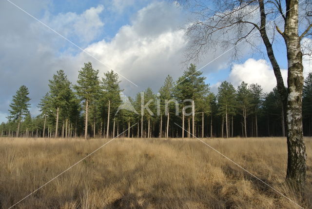 Zwarte den (Pinus nigra)