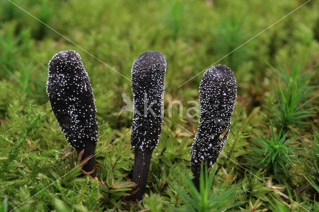 Zwarte truffelknotszwam (Cordyceps ophioglossoides)