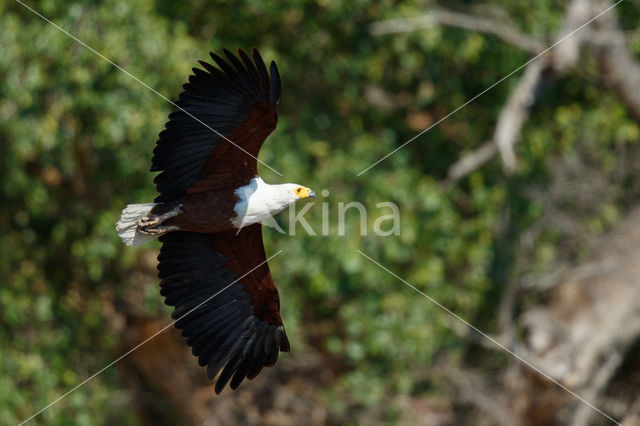 Afrikaanse Zeearend (Haliaeetus vocifer)