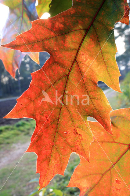 Amerikaanse eik (Quercus rubra)