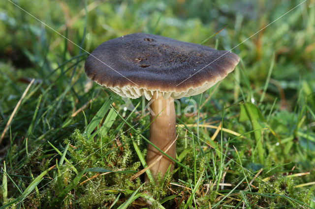 Apothekerswasplaat (Hygrocybe nitrata)