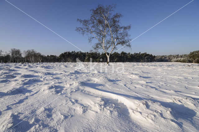 Berk (Betula)