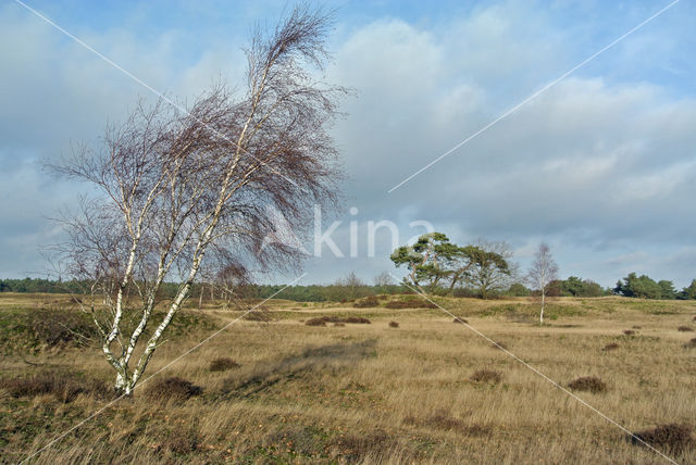 Berk (Betula)