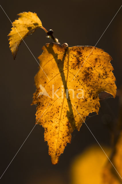 Berk (Betula)