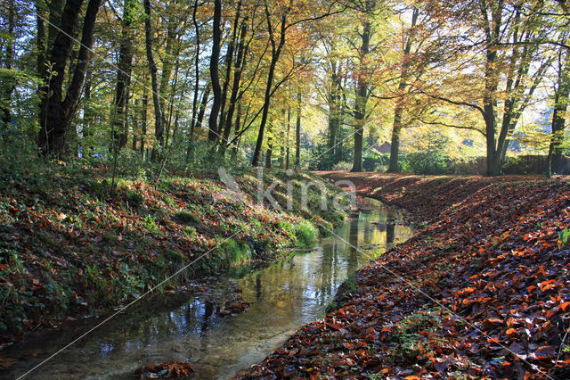 Beuk (Fagus sylvatica)