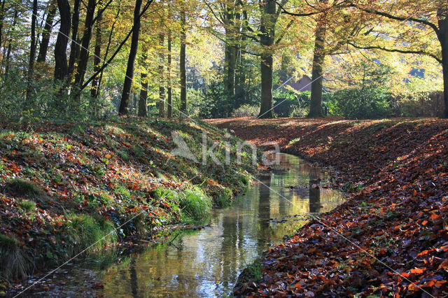 Beech (Fagus sylvatica)