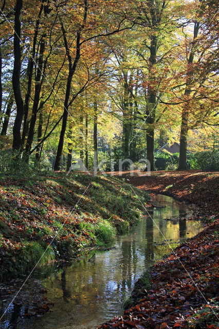 Beech (Fagus sylvatica)