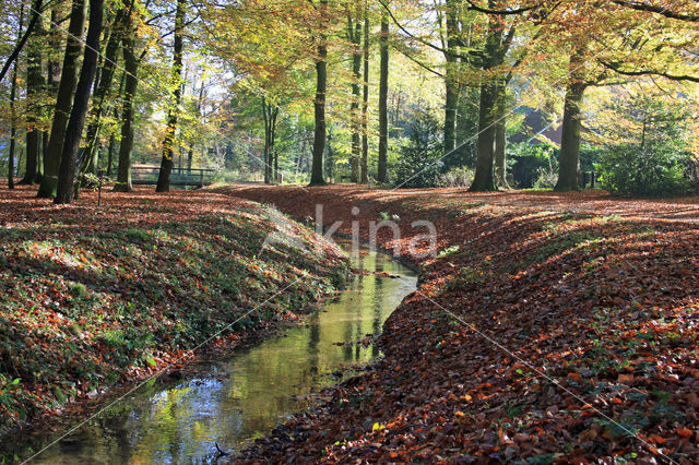 Beuk (Fagus sylvatica)